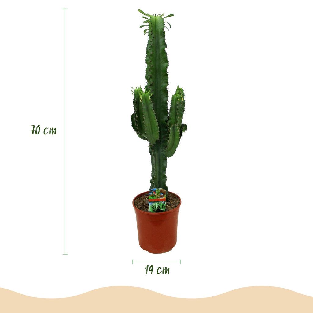 Green boutiQ - Zimmerpflanze - Euphorbia eritrea - Kaktus-Wolfsmilch - Pflegeleicht - Grün - 1 - Topf 19cm - Höhe 70cm