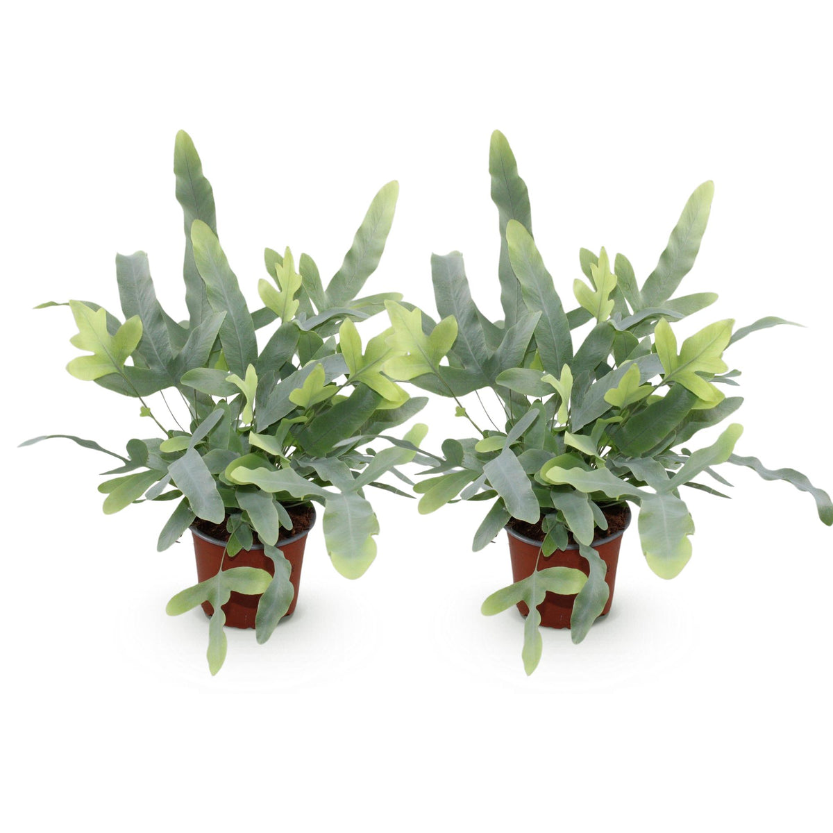 Green boutiQ - Zimmerpflanze - Phlebodium aureum Blue Star - Blausilber-Farn - Haustierfreundlich - Blau - 2 Pflanzen - Topf 12cm - Höhe 25-30cm