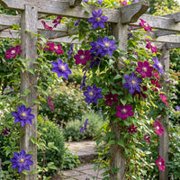 12x Clematis Duo Blue & Red - Bosrank Duo Blauw & Rood - Blauw - Rood - Klimplant - Ø9cm - ↕35cm