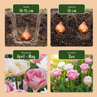 24x Tulipa Double Sensation - Gevulde tulp - Diversen - Voorjaarsbloeier - Bolmaat 11/12