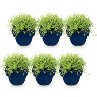 Green boutiQ - Perennial - Thymus praecox Albiflorus - White creeping thyme - Fragrant - White - 6 Plants - Pot 11cm - Height 15-25cm