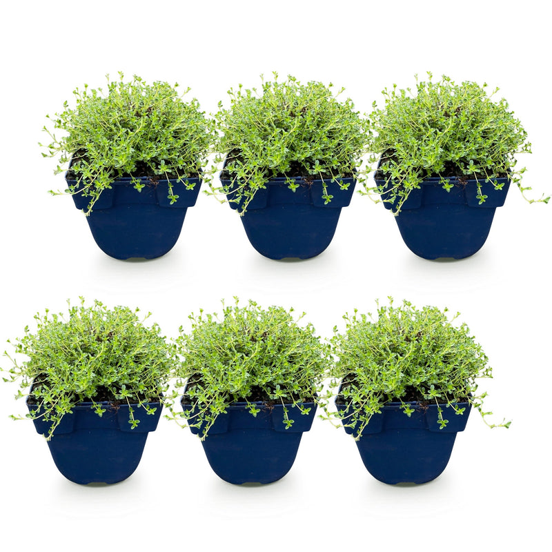 Green boutiQ - Perennial - Thymus praecox Albiflorus - White creeping thyme - Fragrant - White - 6 Plants - Pot 11cm - Height 15-25cm