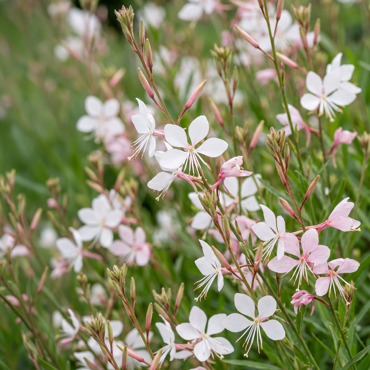 Green boutiQ - Stauden - Gaura lindh. Whirling Butterflies - Prachtkerze - Bienen- und Schmetterlingsmagnet - Weiß - 12 Pflanzen - Topf 11cm - Höhe 15-25cm