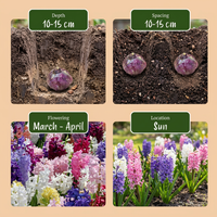 40x Hyacinthus mix - Hyacint mix - Diversen - Voorjaarsbloeier - Bolmaat 14/15