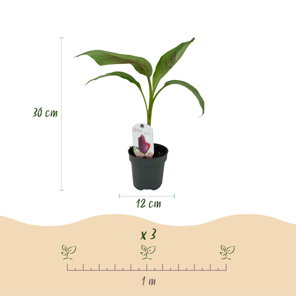 Green boutiQ - Plant fruitier - Bananier - Musa sikkemensis Red Tiger - Rustique - 2 plantes - Pot 12cm Hauteur 30cm