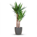 Green boutiQ - Plante d'intérieur - Yucca - Yucca Elephantipes - Vert - Peu d'entretien - 1 plante - avec pot blanc - Pot 21cm - Hauteur 80 - 90cm
