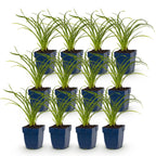 Green boutiQ - Stauden - Hemerocallis Stella d'Oro - Taglilie - Bienen- und Schmetterlingsmagnet - Gelb - 12 Pflanzen - 11cm Topf - Höhe 15-25cm