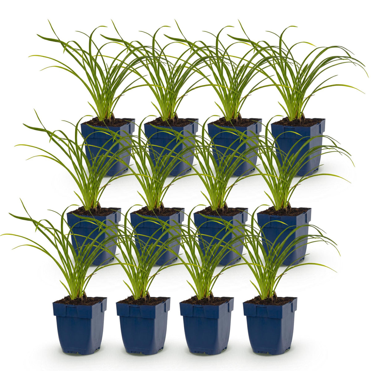 Green boutiQ - Plante vivace - Hemerocallis Stella d'Oro - Hémérocalle - Attire les abeilles et les papillons - Jaune - 12 plantes - Pot 11cm - Hauteur 15-25cm