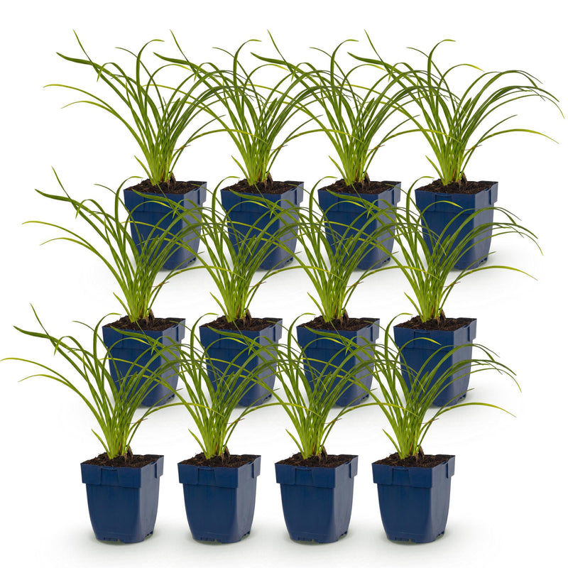 Green boutiQ - Vasteplant - Hemerocallis Stella d'Oro - Daglelie - Bijen en Vlinderlokkers - Geel - 12 Planten - Pot 11cm - Hoogte 15-25cm