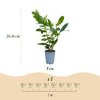 Green boutiQ - 24x Prunus laur. Caucasica - Laurier-cerise - Plantes de haie - Persistant - Vert - Pot 9 cm - Hauteur 25-35 cm