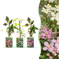 3x Clematis montana Tricolour - Clématite des montagnes - Blanc - Rose - Rose clair - Plante grimpante - Ø9cm - ↕35cm