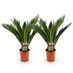 Green boutiQ - Zimmerpflanze - Cycas revoluta - Palmfarn - Pflegeleicht - Grün - 2 - Topf 17cm - Höhe 55-65cm
