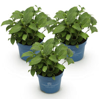 Green boutiQ - Tuinplant - Hydrangea Endless Summer Blue - Pink - White - Hortensia - Winterhard - Blauw - Roze - Wit - 3 Planten - Pot 14cm - Hoogte 20-25cm