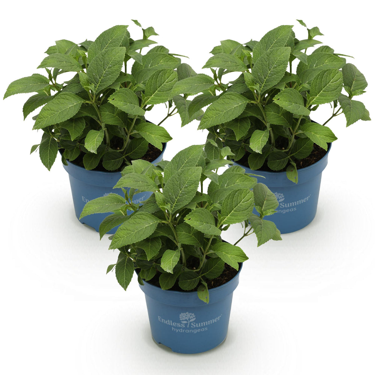 Green boutiQ - Plante de jardin - Hydrangea Endless Summer Bleu - Rose - Blanc - Hortensia - Rustique - Bleu - Rose - Blanc - 3 plantes - Pot 14 cm - Hauteur 20-25 cm