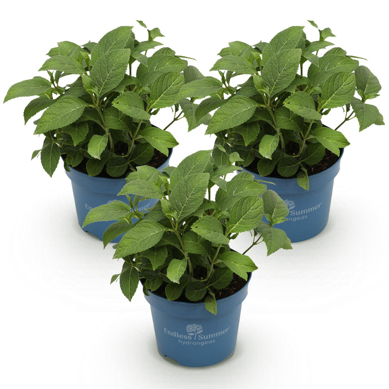 Green boutiQ - Tuinplant - Hydrangea Endless Summer Blue - Pink - White - Hortensia - Winterhard - Blauw - Roze - Wit - 3 Planten - Pot 14cm - Hoogte 20-25cm