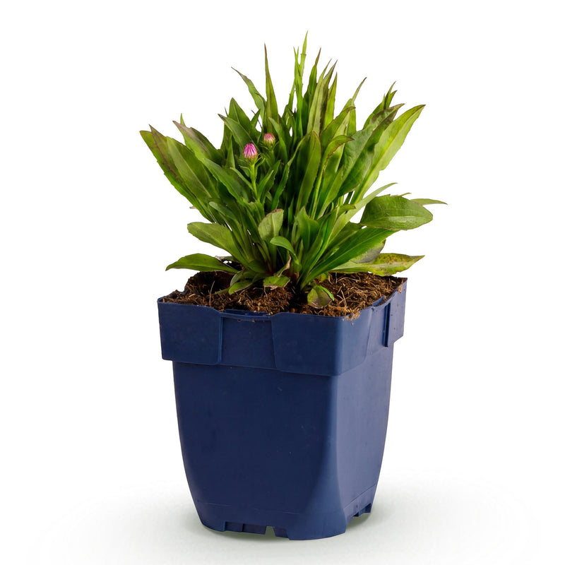 Green boutiQ - Vasteplant - Aster Wood's Pink - Pluimspirea - Bijen en Vlinderlokkers - Roze - 1 Plant - Pot 11cm - Hoogte 15-25cm