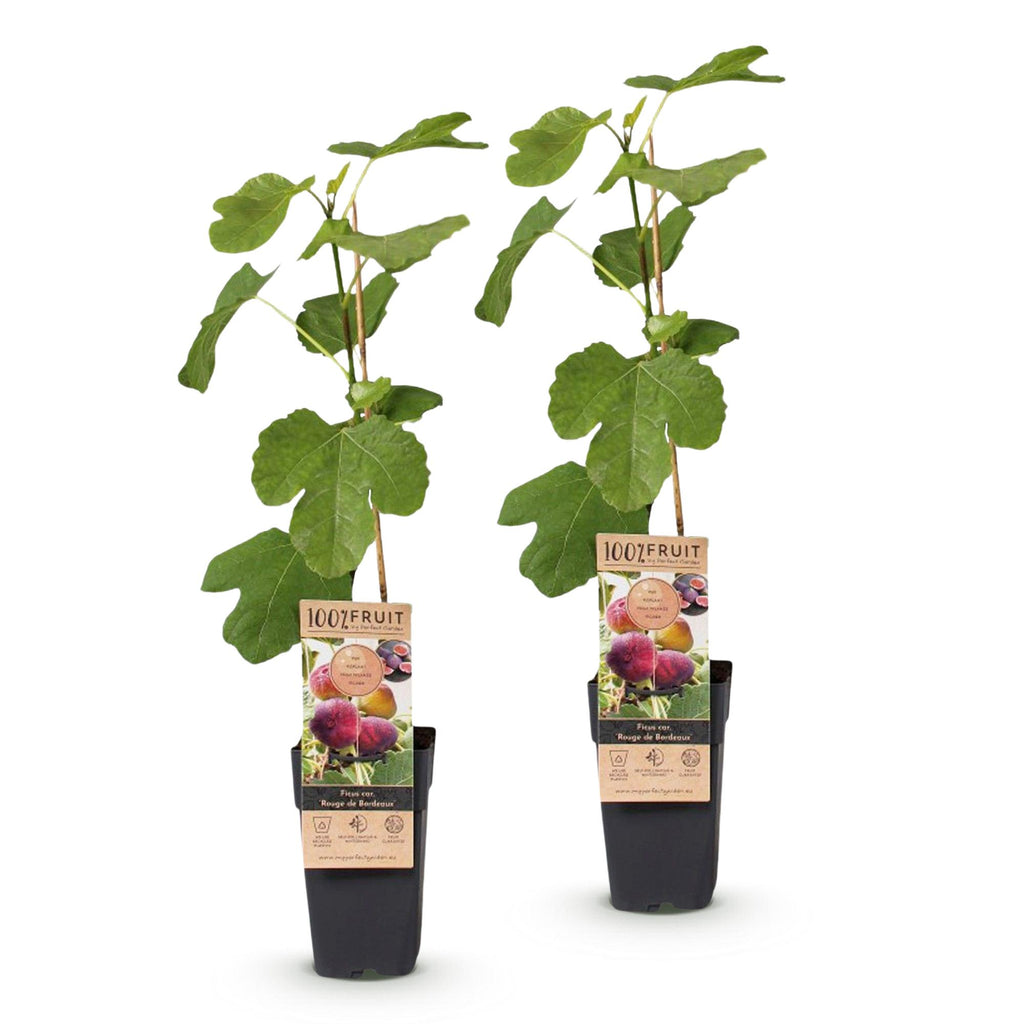 Green boutiQ - Plante fruitière - Ficus carica Rouge de Bordeaux - Figuier - Rustique - Fruit violet - 2 plantes - Pot 15cm - Hauteur 50cm