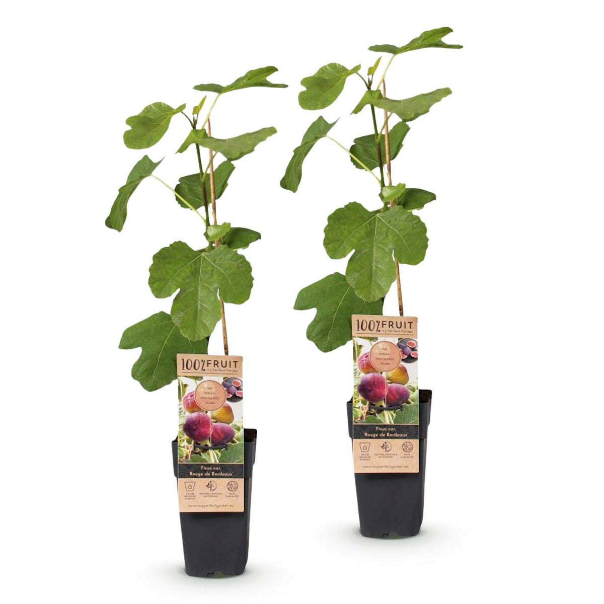 Green boutiQ - Plante fruitière - Ficus carica Rouge de Bordeaux - Figuier - Rustique - Fruit violet - 2 plantes - Pot 15cm - Hauteur 50cm