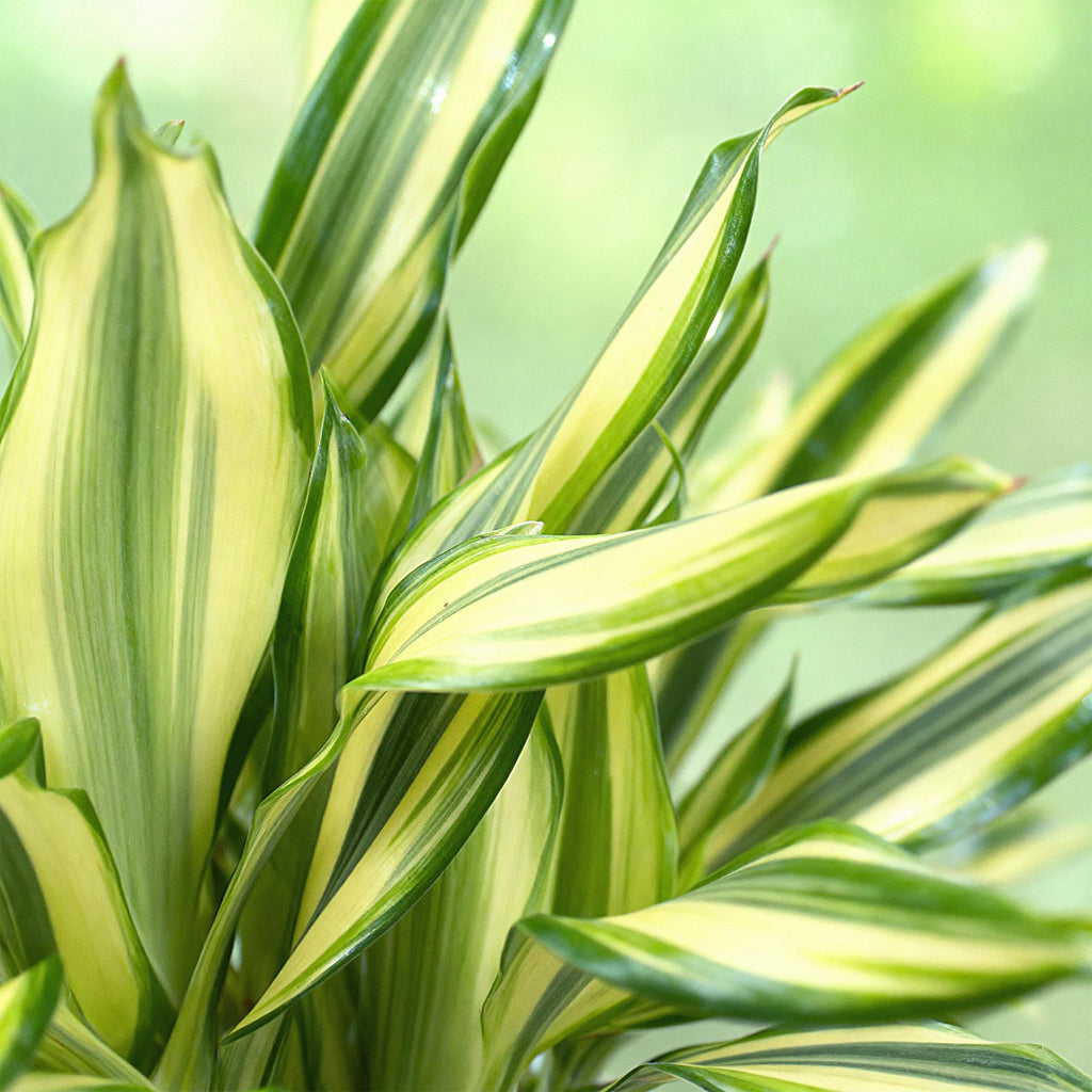Green BoutiQ - Green is... Plantes d'intérieur - Dracaena fragrans Diamond Dream - Dragonnier - Peu d'entretien - avec panier - Vert - 2 Plantes - Pot 17cm - Hauteur 50-55cm