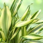 Green BoutiQ - Green is... Plantes d'intérieur - Dracaena fragrans Diamond Dream - Dragonnier - Peu d'entretien - avec panier - Vert - 2 Plantes - Pot 17cm - Hauteur 50-55cm