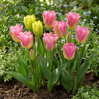 24x Tulipa Strawberry Lemonade - Tulp Aardbeienlimonade - Diversen - Voorjaarsbloeier - Bolmaat 11/12