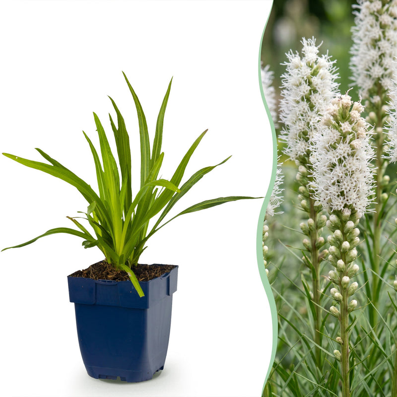 Green boutiQ - Vasteplant - Liatris spicata Alba - Lampenkruid - Bijen- en vlinderlokkers - Wit - 6 Planten - Pot 11cm - Hoogte 15-25cm