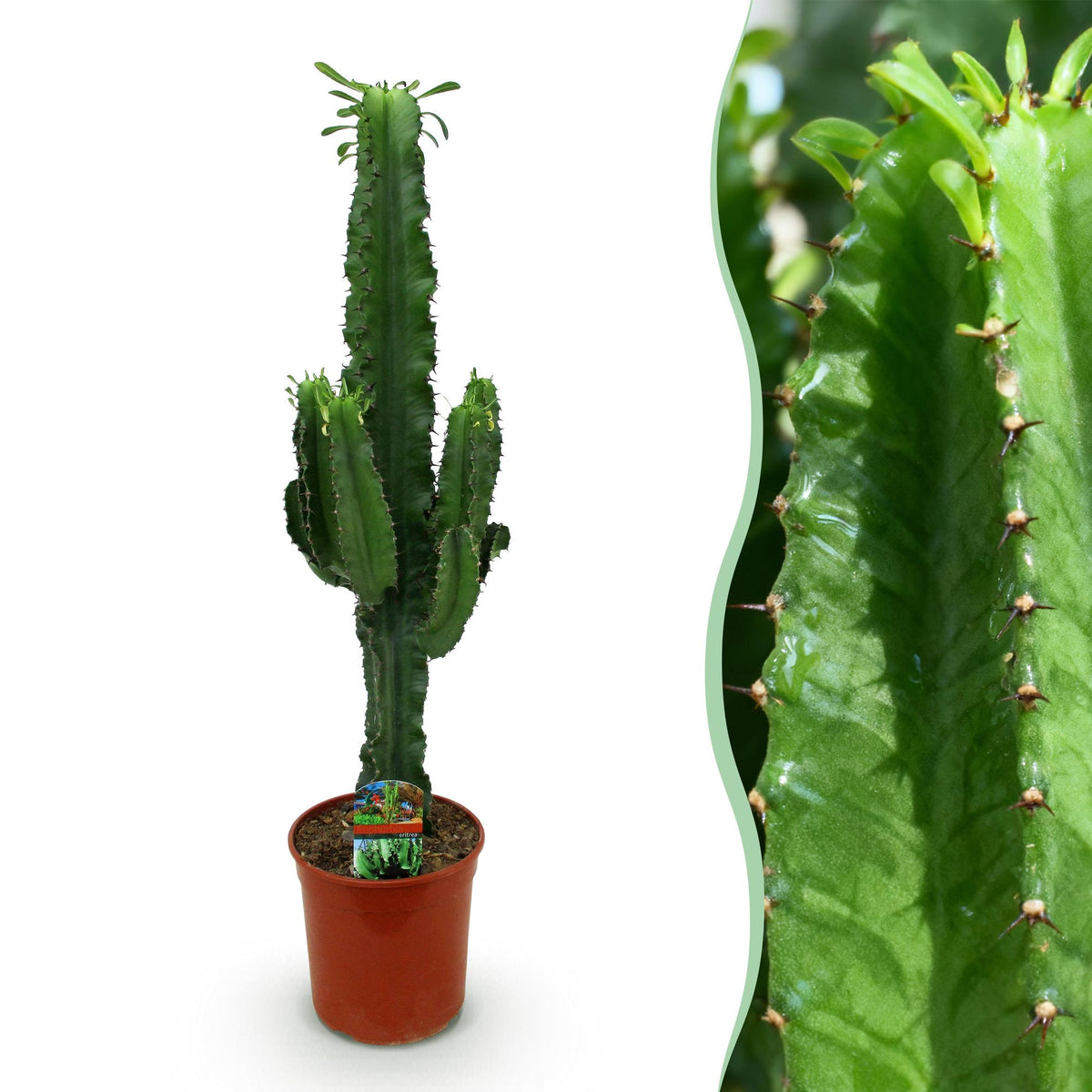 Green boutiQ - Zimmerpflanze - Euphorbia eritrea - Kaktus-Wolfsmilch - Pflegeleicht - Grün - 1 - Topf 19cm - Höhe 70cm