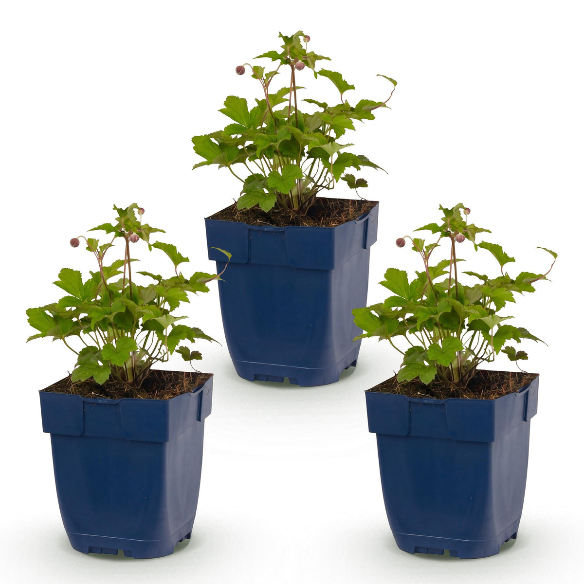 Green boutiQ - Plante vivace - Anemone hup. Splendens - Anémone d'automne - Ombre - Rose foncé - 3 plantes - Pot 11 cm - Hauteur 15-25 cm