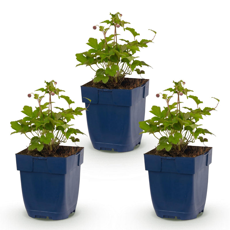 Green boutiQ - Vasteplant - Anemone hup. Splendens - Herfst Anemoon - Schaduw - Donker Roze - 3 Planten - Pot 11cm - Hoogte 15-25cm