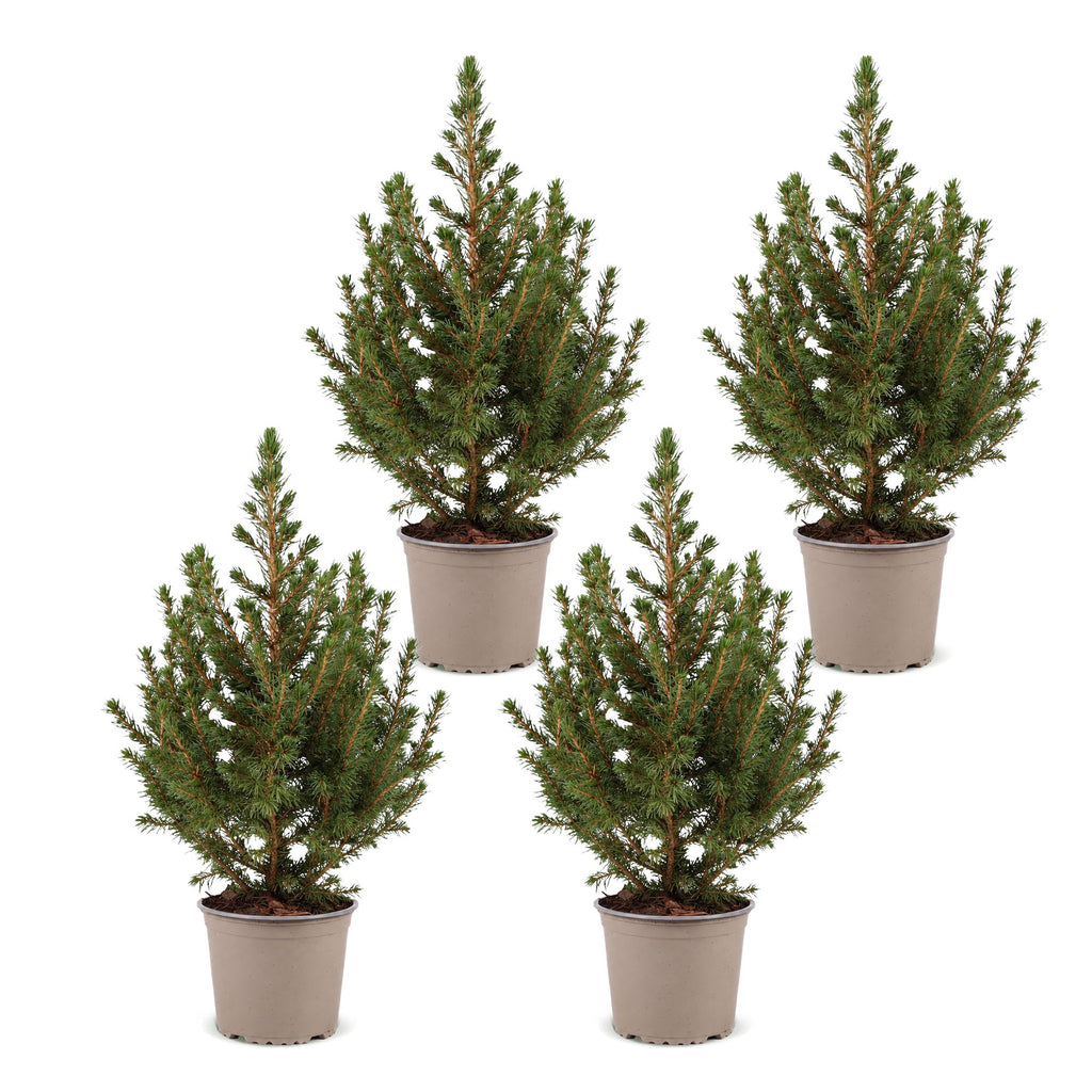 4x Picea glauca Conica - Dwarf Alberta Spruce - Green - Christmas tree - Ø13cm - ↕45cm