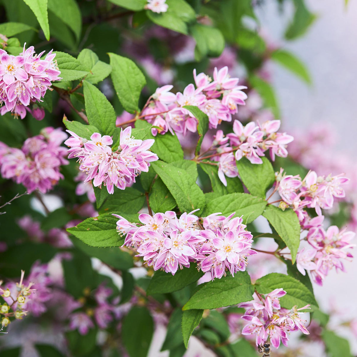 Green boutiQ - Arbustes - Deutzia hybrida Strawberry Fields - Fleur rose - 1 plante - Caduc - Entretien facile - Pot 17cm Hauteur 45cm