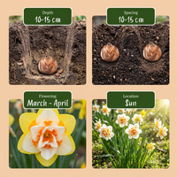 120x Narcissus Double mix - Gevulde narcis mix - Diversen - Voorjaarsbloeier - Bolmaat 10/12