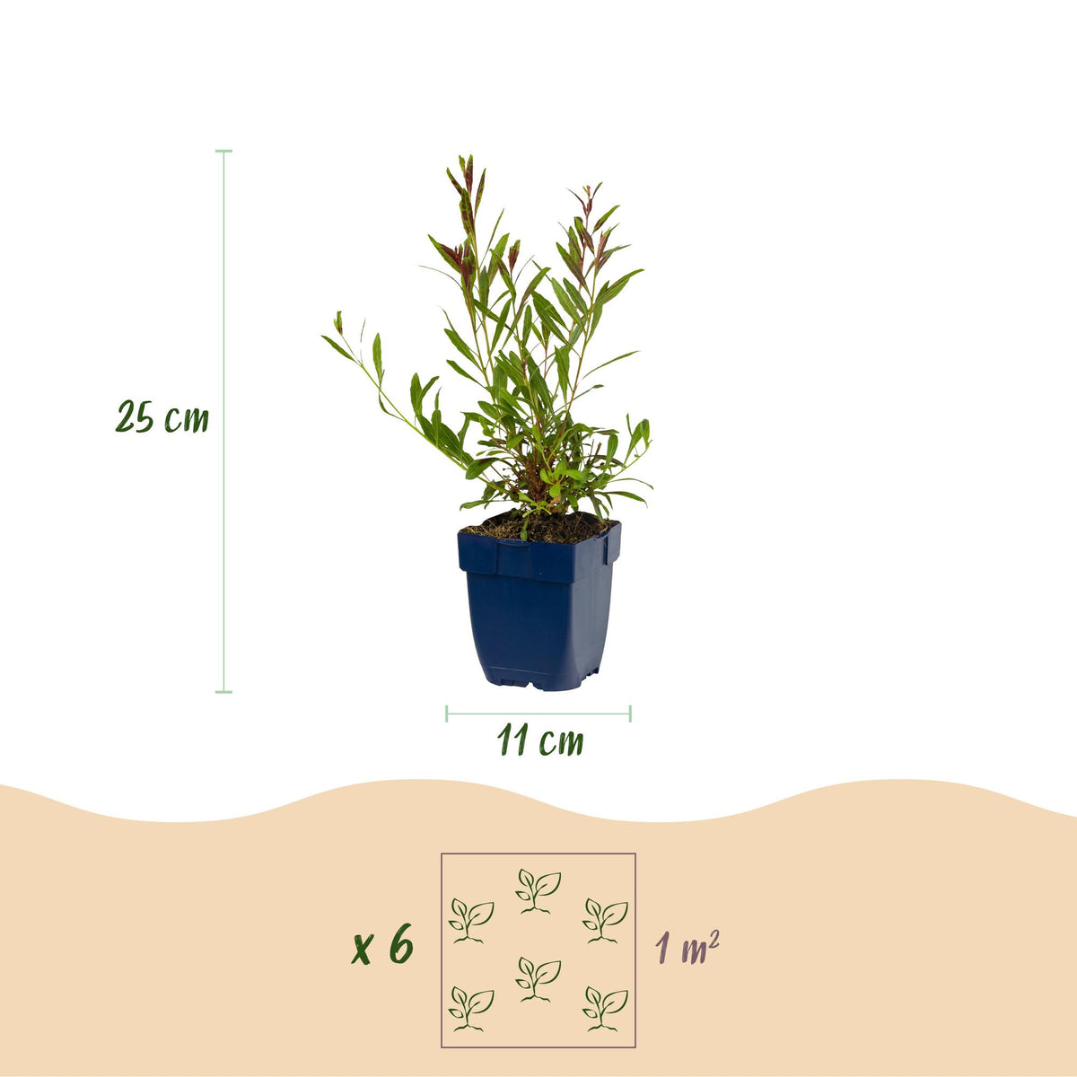 Green boutiQ - Plante vivace - Gaura lindh. Whirling Butterflies - Gazignette - Mellifère et attirante pour les papillons - Blanc - 1 Plante - Pot 11cm - Hauteur 15-25cm