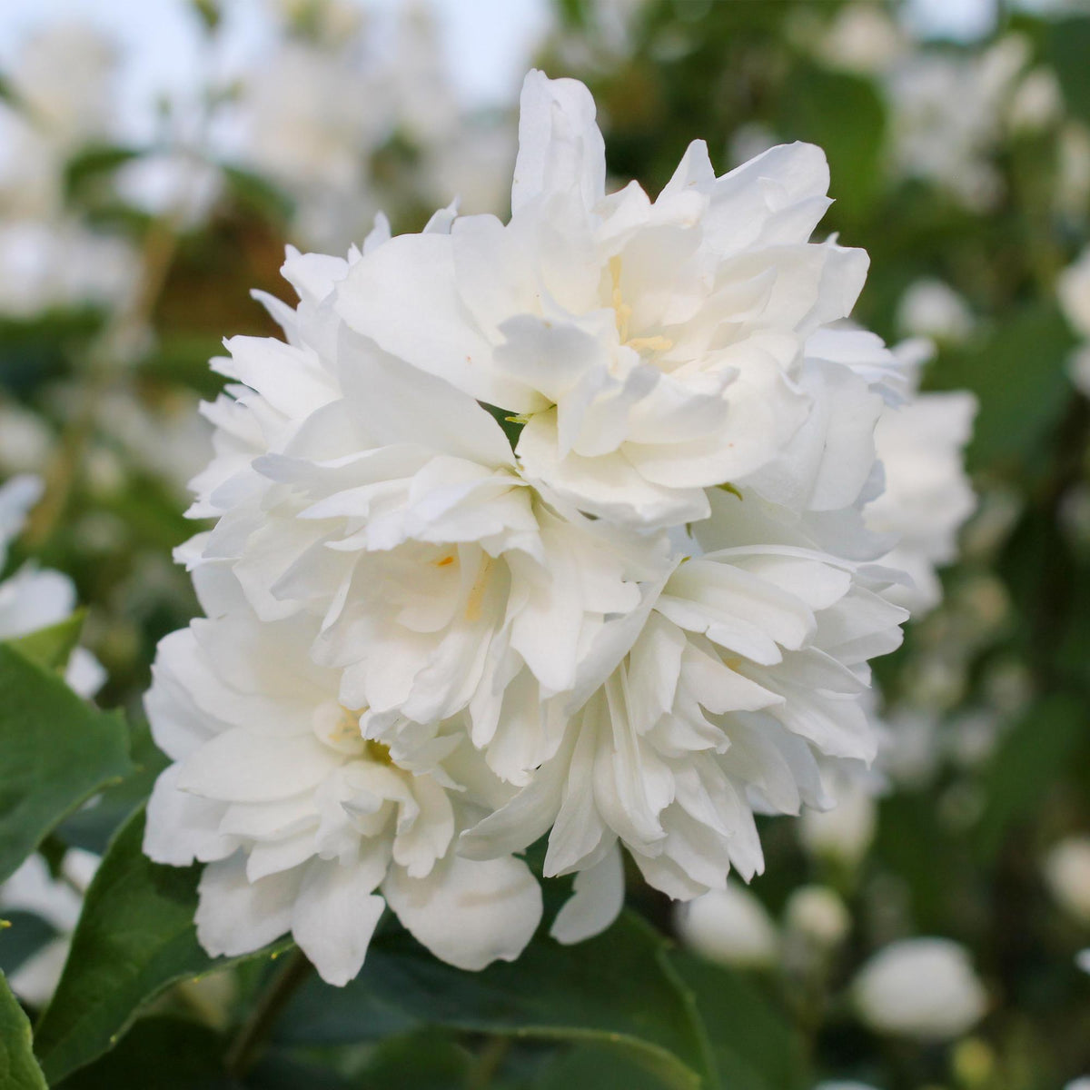 Green boutiQ - Seringat des jardins - Philadelphus Snowbelle - Fleur blanche - 1 plante - Caduc - Peu d'entretien - Pot 17 cm Hauteur 45 cm