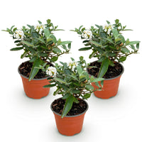 Green boutiQ - Tuinplant - Buddleja davidii Butterfly Candy Little White - Vlinderstruik - Compact - Wit - 3 Planten - Pot 12cm - Hoogte 20-25cm