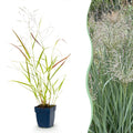 Green boutiQ - Graminées - Panicum virg. Heavy Metal - Panic érigé - Avec plumeau - Bleu - 1 plante - Pot 11 cm - Hauteur 15-25 cm