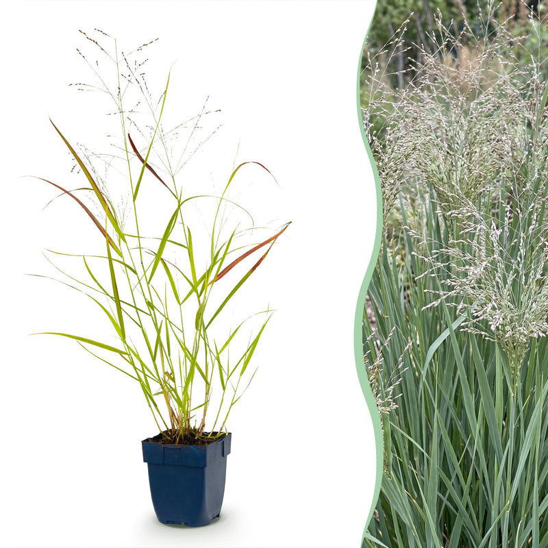 Green boutiQ - Grasses - Panicum virg. Heavy Metal - Prairie Grass - With Plume - Blue - 1 Plant - Pot 11cm - Height 15-25cm