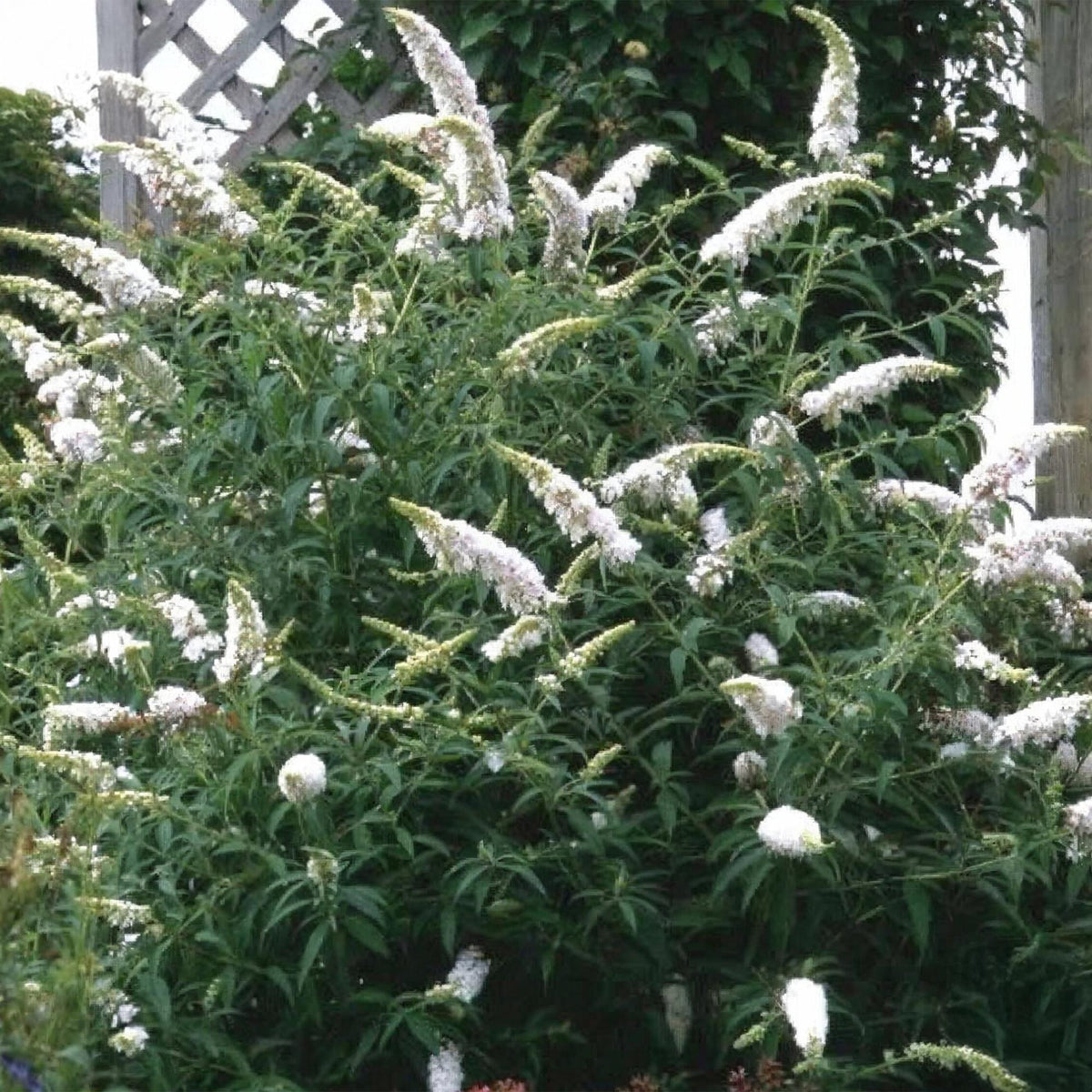 Green boutiQ - Tuinplant - Buddleja davidii White Profusion - Vlinderstruik - Winterhard - Wit - 3 Planten - Pot 17cm - Hoogte 45cm