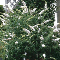 Green boutiQ - Tuinplant - Buddleja davidii White Profusion - Vlinderstruik - Winterhard - Wit - 3 Planten - Pot 17cm - Hoogte 45cm