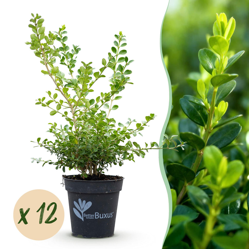 Green boutiQ - Haie de buis - BetterBuxus Babylon Beauty - Résistant au dépérissement du buis - 12 plantes - 2 mètres linéaires - pot 13 cm hauteur 30-35
