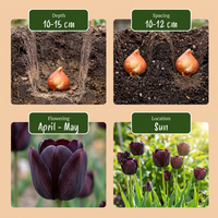 280x Tulipa Black - Zwarte tulp - Zwart - Voorjaarsbloeier - Bolmaat 10/11