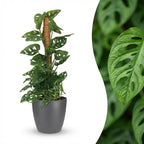 Green boutiQ - Plante d'intérieur - Monkey Mask - Monstera Adansonii sur tuteur - Vert - Peu d'entretien - 1 plante - avec pot gris - Pot 19cm - Hauteur 90cm