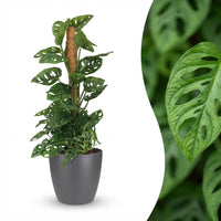 Green boutiQ - Kamerplant - Monkey Mask - Monstera Andansonii Mosstok - Groen - Weinig onderhoud - 1 Plant - met Potter Grijs - Pot 19cm - Hoogte 90cm