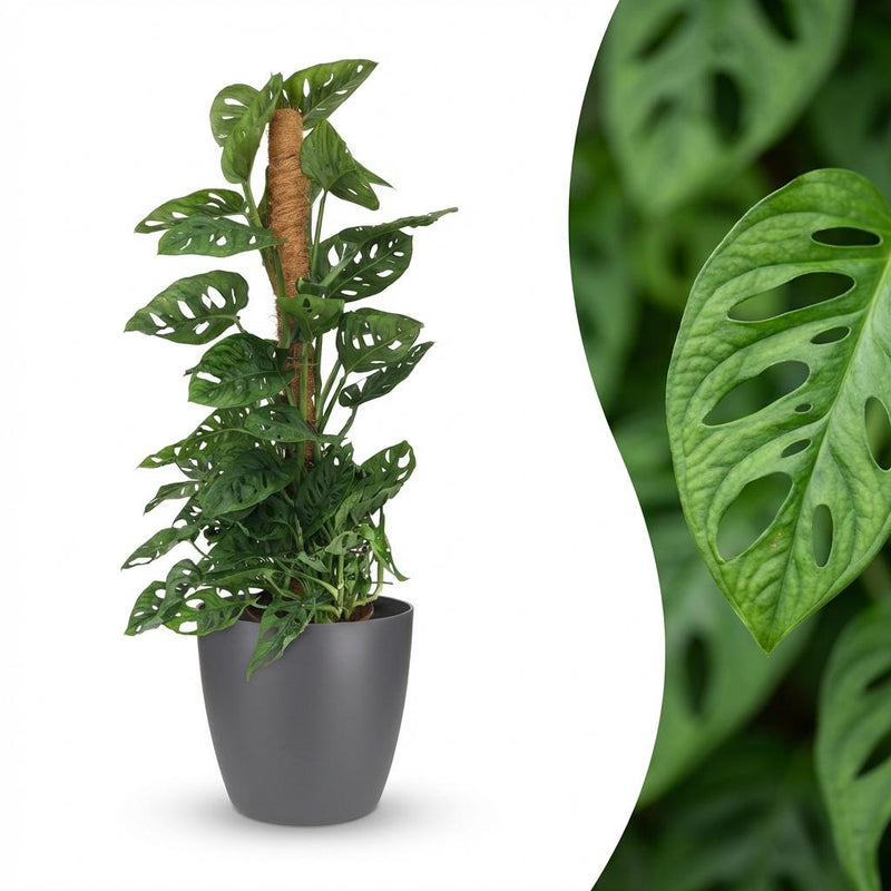 Green boutiQ - Kamerplant - Monkey Mask - Monstera Andansonii Mosstok - Groen - Weinig onderhoud - 1 Plant - met Potter Grijs - Pot 19cm - Hoogte 90cm
