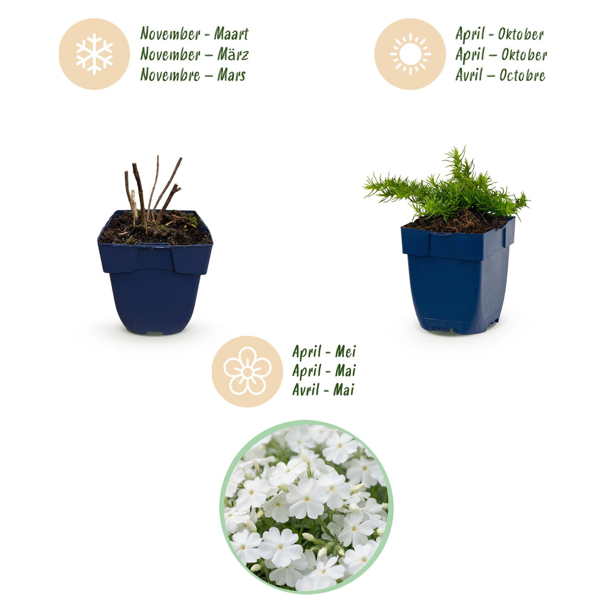 Green boutiQ - Plante vivace - Phlox Maischnee - Phlox - Couvre-sol - Blanc - 3 Plantes - Pot 11cm - Hauteur 15-25cm