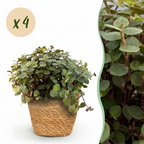 Green boutiQ - Kamerplant - Calissia repens - Kattengras - Huisdiervriendelijk - Groen - 4 Planten - met Mand - Pot 12cm - Hoogte 17-20cm