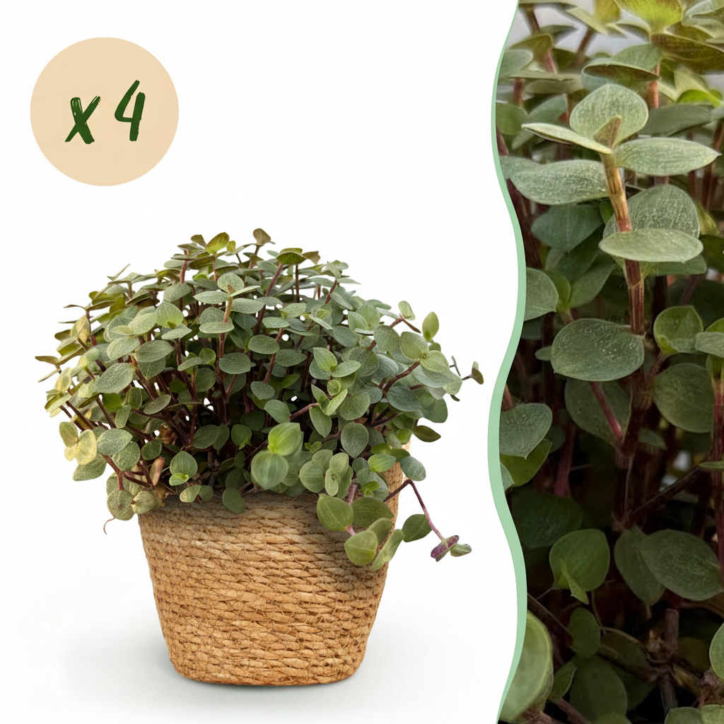Green boutiQ - Plante d'intérieur - Callisia repens - Herbe à chat - Sans danger pour les animaux - Vert - 4 Plantes - avec Panier - Pot 12cm - Hauteur 17-20cm