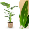 Green BoutiQ - Green is... Plantes d'intérieur - Strelitzia Nicolai - Oiseau de paradis - Peu d'entretien - avec panier - Vert - 1 plante - Pot 21cm - Hauteur 110-120cm