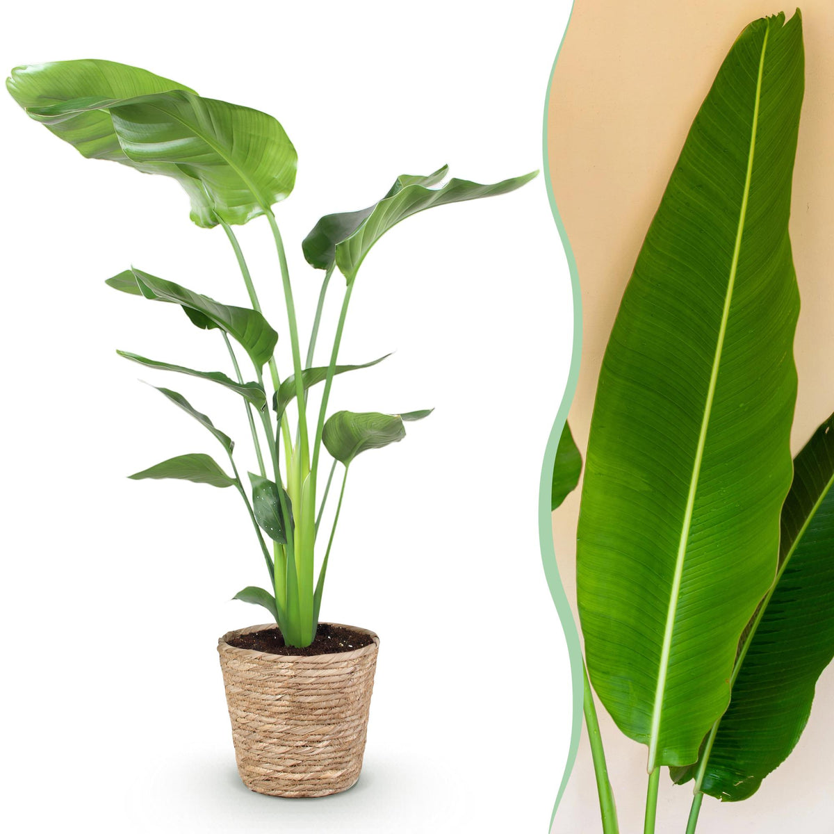 Green BoutiQ - Green is... Zimmerpflanzen - Strelitzia Nicolai - Paradiesvogelblume - Pflegeleicht - mit Korb - Grün - 1 Pflanze - Topf 21cm - Höhe 110-120cm