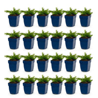 Green boutiQ - Vasteplant - Phlox Rosette - Vlambloem - Bodembedekkend - Roze - 24 Planten - Pot 11cm - Hoogte 15-25cm